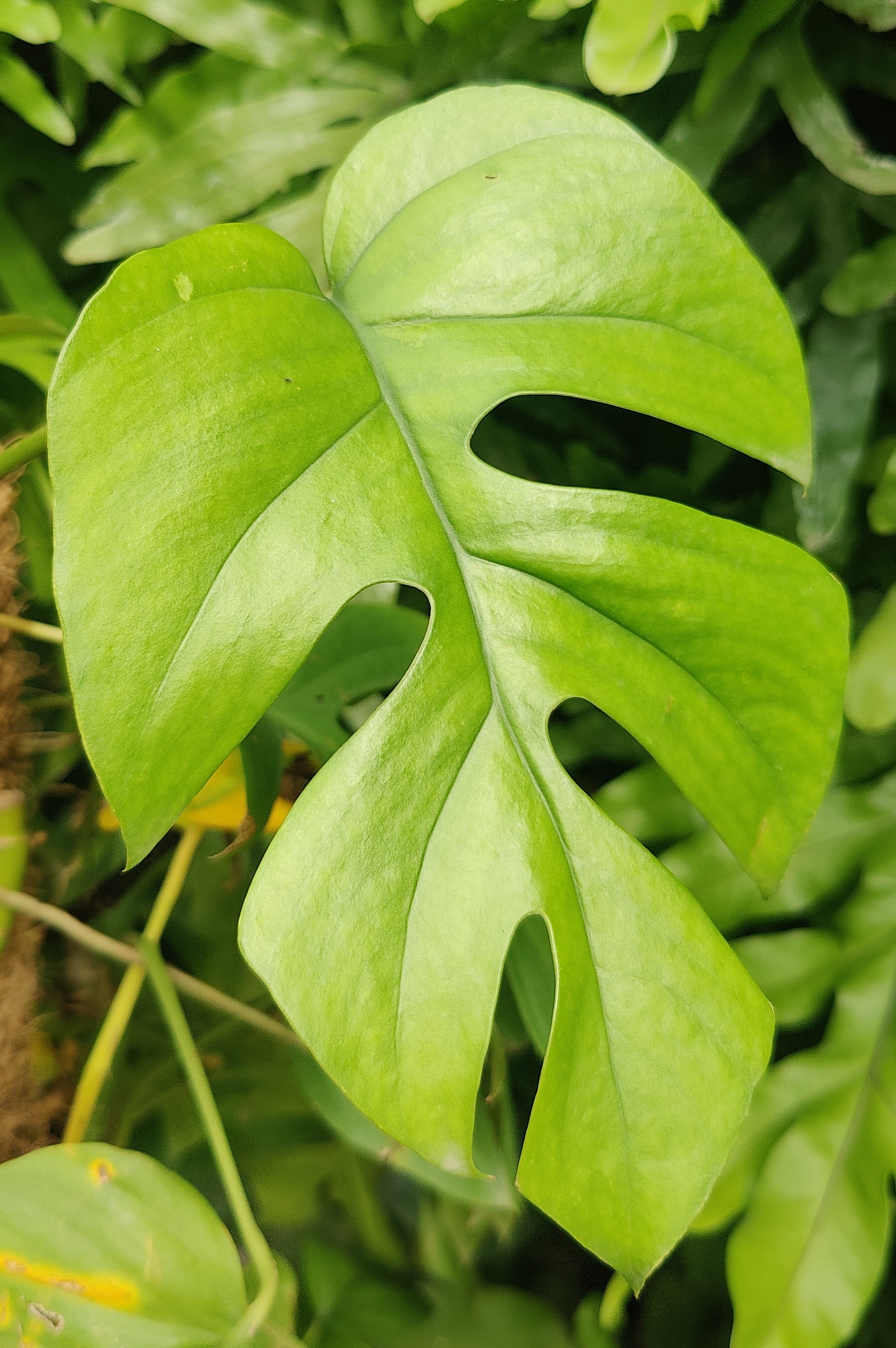 May Flowers Horticulture Installation 101